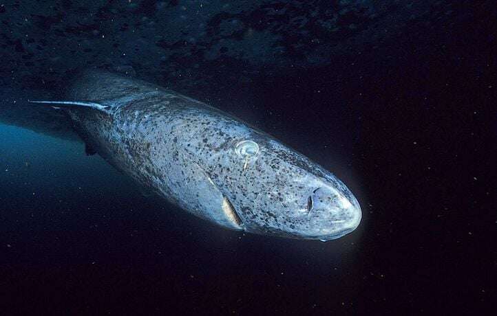 Le requin du Groenland peut vivre plusieurs siècles, son ADN enfin séquencé