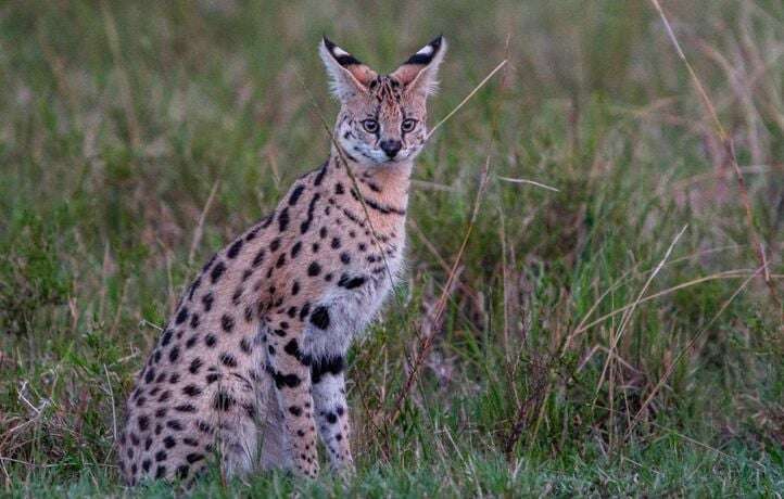 Un félin non identifié, qui ressemble à un Serval, aperçu près de Lyon