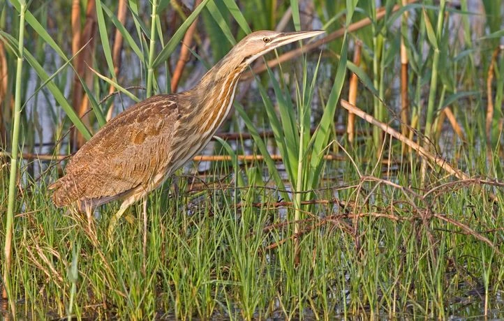 Le butor, oiseau farouche et réservé