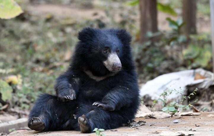 L’ours qui squattait un supermarché japonais depuis deux jours a été capturé