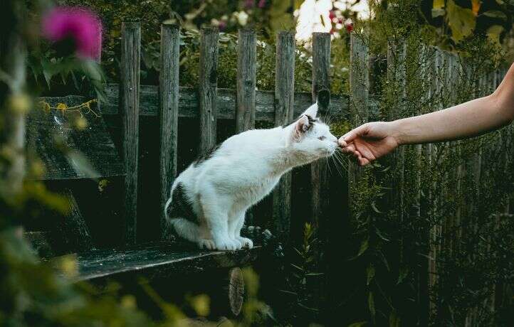 Chats & humains : histoire d’une relation privilégiée