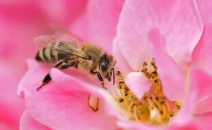 Une IA répertorie les espèces d’insectes avant leur extinction