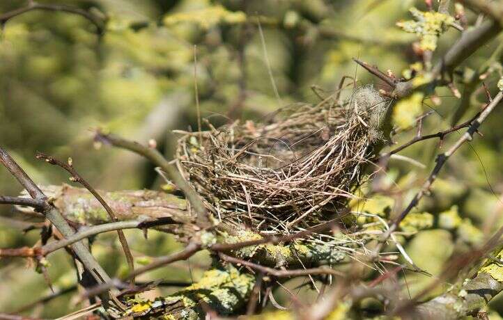 Quel est cet oiseau rare qui a été observé dans l’Hérault ?