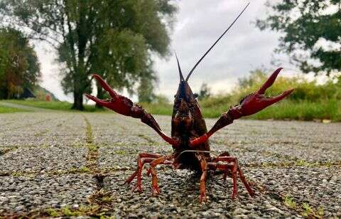 Dans l’Ouest, l’invasion des écrevisses de Louisiane étonne… et inquiète