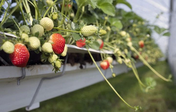 C’est quoi cette « freizh » mise au point par ce géant breton de la fraise ?