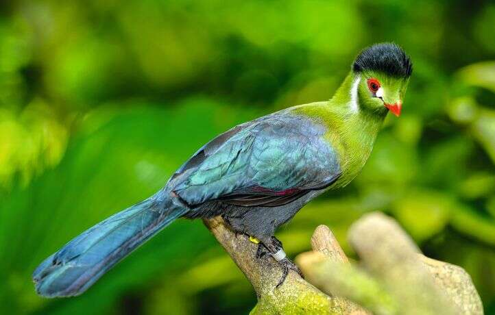 Tout savoir sur le touraco, oiseau « mangeur de bananes »