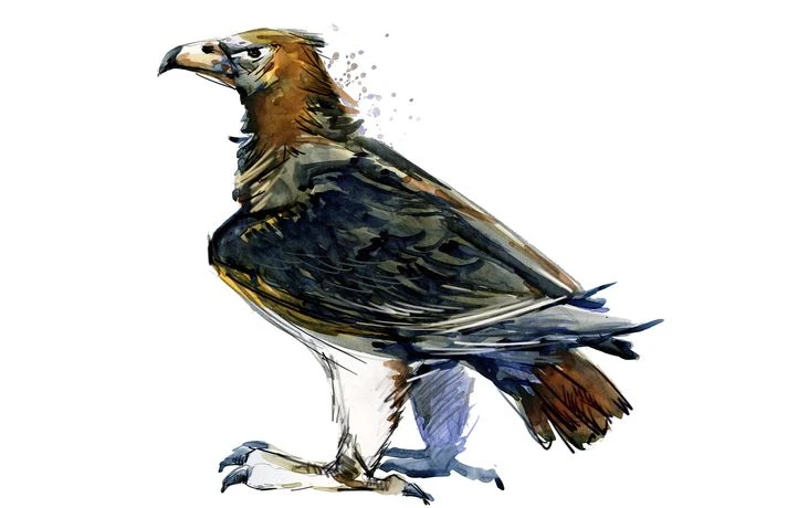 L’aigle de Haast : pourquoi a-t-il disparu ?