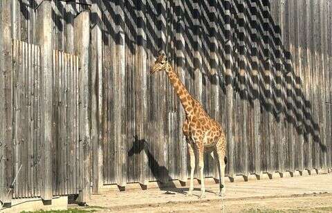 Plus de 10.000 signatures en 24 heures pour faire fermer le zoo de Lyon