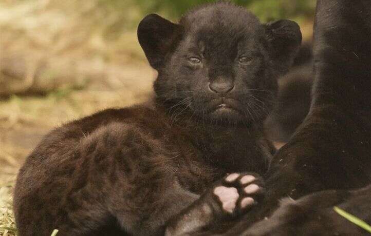 Une jaguar, espèce quasi menacée, naît dans un parc animalier en Seine-et-Marne