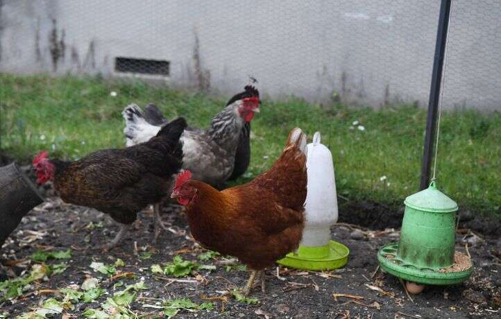 Une ferme de la Loire perd cent poules à cause des inondations