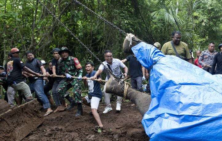 Molly, éléphant rare du zoo de Bali, meurt emportée lors d’inondations