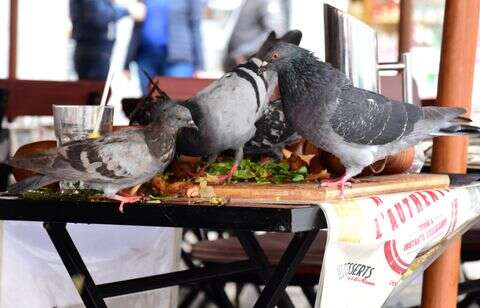 Peut-on tordre le cou aux « méthodes cruelles » d’élimination des pigeons ?