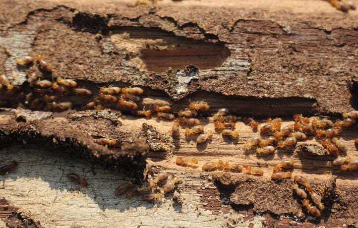 Termites : petits insectes, grands dégâts