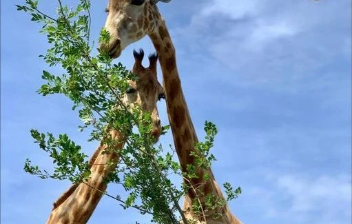 Une réserve africaine dans l’Aude fait un appel aux dons
