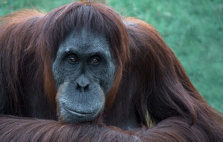 Cet orang-outan blessé s’est soigné tout seul avec des plantes
