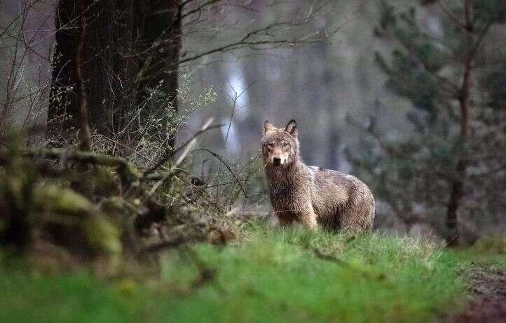 L’UE assouplit la protection des loups, controverse entre éleveurs et ONG