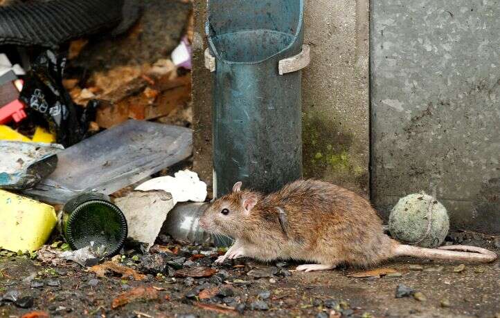 Il se fait mordre par un rat et décède quelques jours plus tard