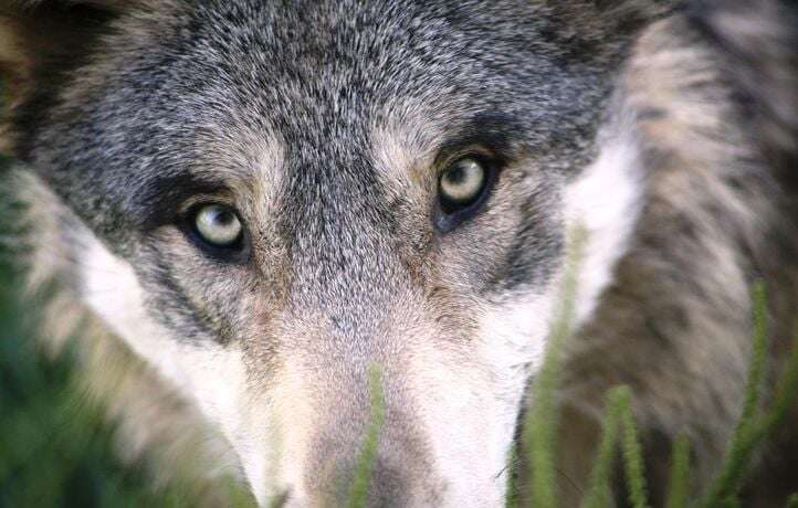 Deux loups noirs, extrêmement rares, observés dans une forêt en Pologne