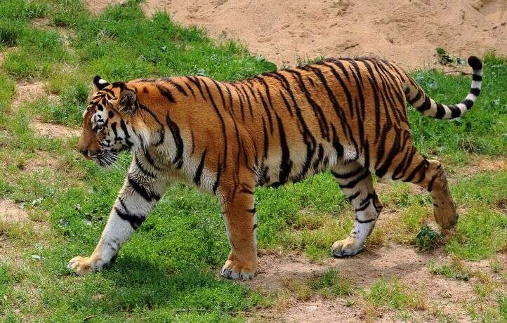 Ce tigre, qui s’est battu pour retrouver sa femelle, va vous émouvoir