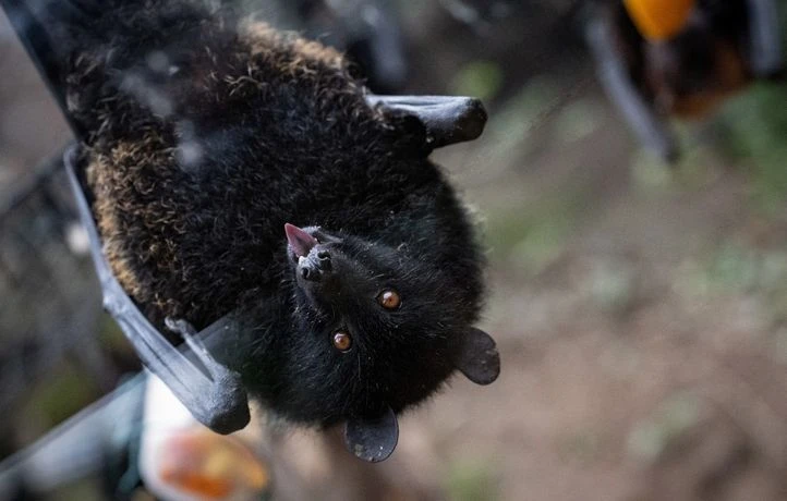 Une chauve-souris géante des Comores naît pour la première fois en France