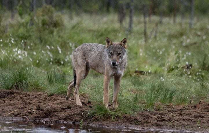 Il y a un loup dans le Loiret, et c’est pas la fête chez les moutons