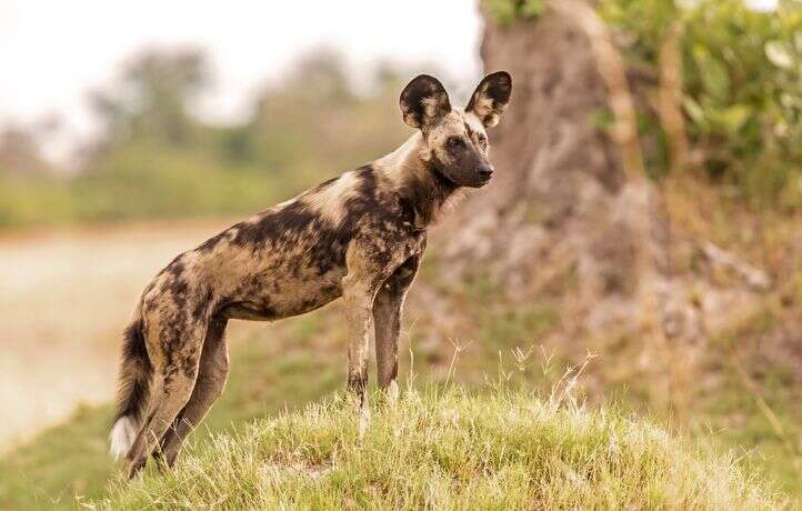 Le lycaon, un drôle de chien sauvage