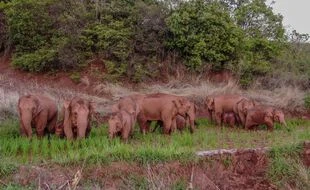 Des éléphants s’échappent en Chine, des camions leur font barrage
