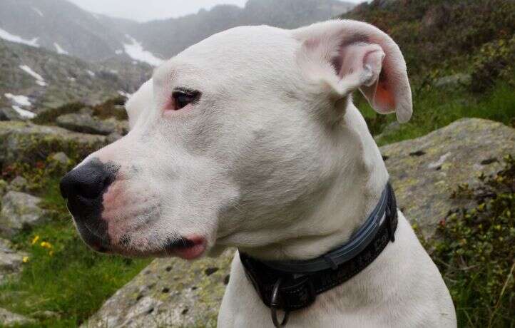 Remise en liberté de l’éleveuse dont le chien avait tué une nonagénaire