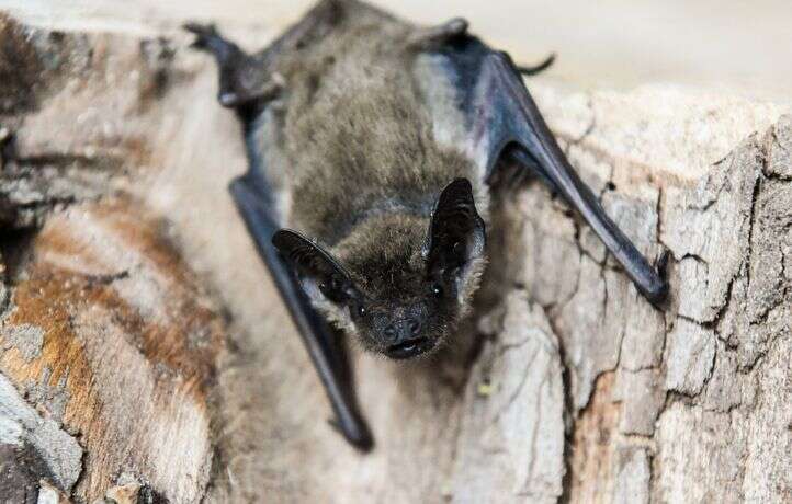 Elle visite un zoo… et revient accidentellement avec une chauve-souris