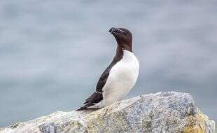 La grippe aviaire n'a pas tué les pingouins retrouvés morts en bord de mer