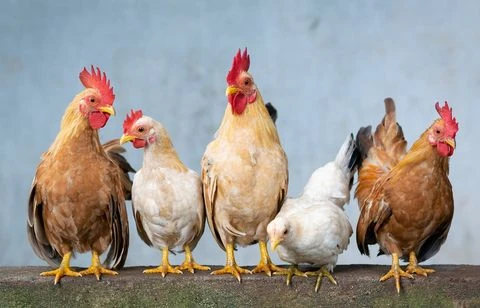 Un village anglais envahi par des poulets sauvages qui sèment le chaos