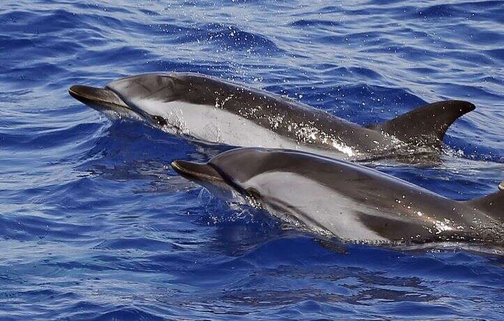 Les pêcheurs resteront encore à quai un mois pour protéger les dauphins