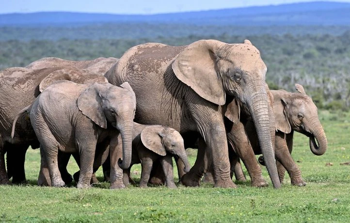Des éléphants filmés en train de protéger leurs petits pendant un séisme