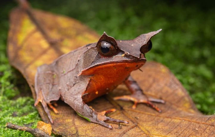 Bizarre : la grenouille cornue asiatique