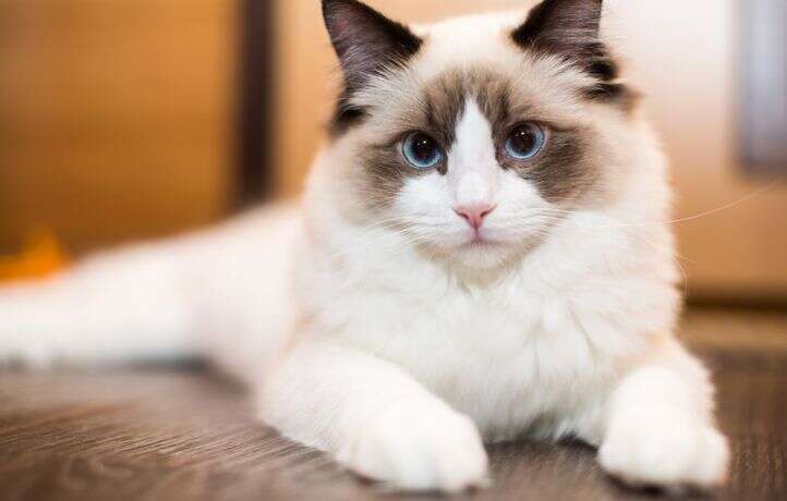 Chat insolite : le ragdoll