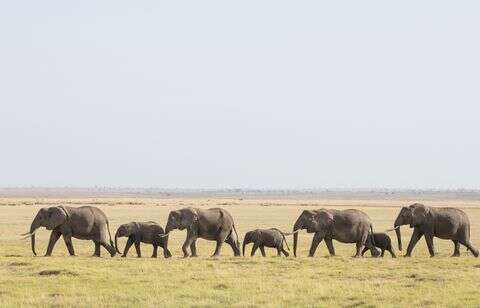 Vrai ou faux : les éléphants ont peur des souris