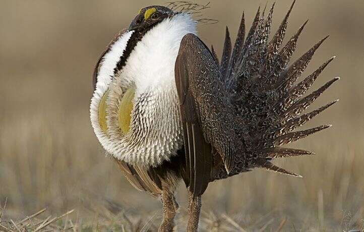 Oiseau : connaissez-vous la grouse ?