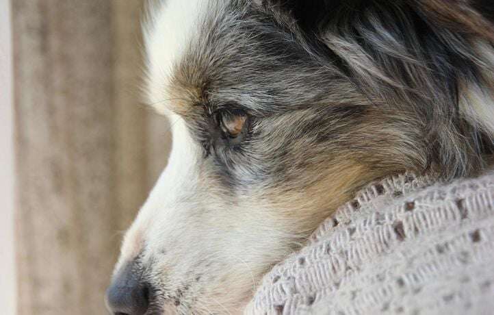 Son chien se fait éventrer par deux bergers allemands sous ses yeux