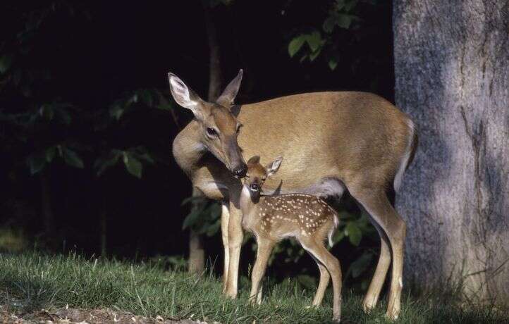 Le cerf du film « Bambi » sauvé par une prothèse dans le Loiret