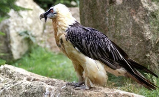 Avec sa prothèse, ce vautour est le tout premier « oiseau bionique »