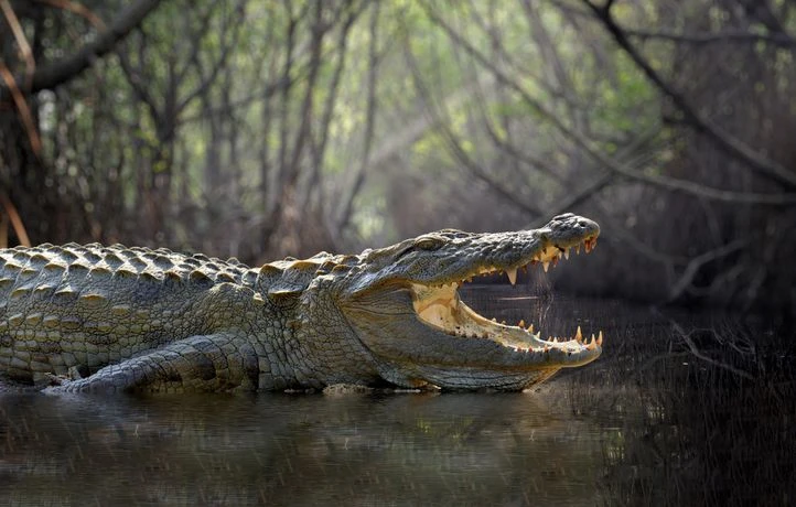 Est-il vrai que les crocodiles pleurent en mangeant ?