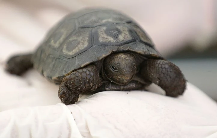 Âgée de 97 ans, une tortue géante accouche de quatre bébés aux États-Unis