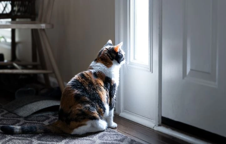 C'est quoi le problème des chats avec les portes ?