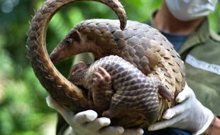 Un Vietnamien reçoit le « Nobel vert » pour sa défense des pangolins
