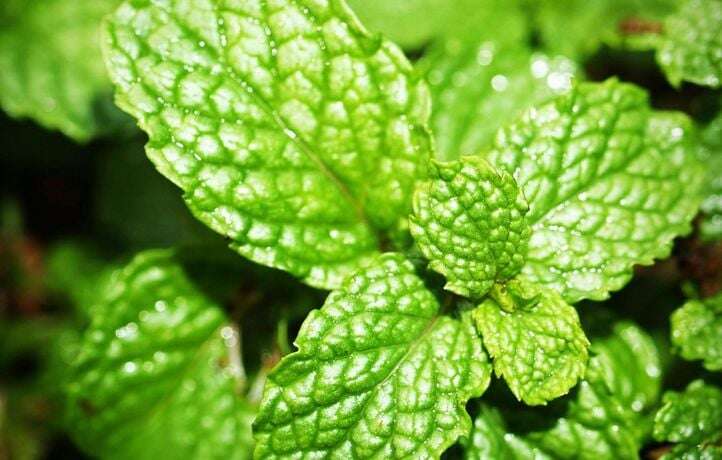 Quels sont les bienfaits de la menthe ?