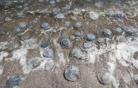 Il y a presque davantage de méduses que de sable sur la plage de Calais