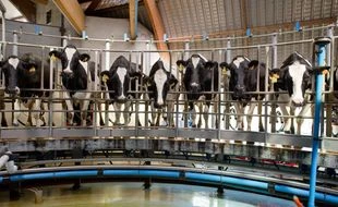 Le bruit et l’odeur des vaches définitivement condamnés par la justice