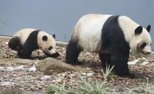 Des jumeaux pandas sont nés dans un zoo de Tokyo, une première au Japon