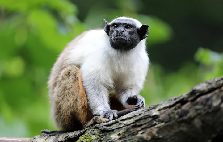 Le tamarin bicolore, un singe territorial