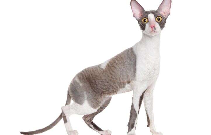 Chat insolite : Le cornish rex